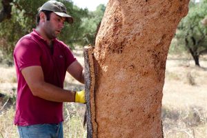 Il sughero deriva dalla corteggia della quercia suberis