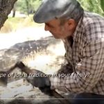 Video della decortica del sughero in portogallo