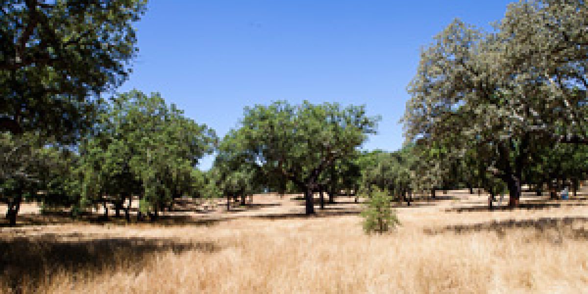 viaggio Tecnosugheri in Portogallo 2014