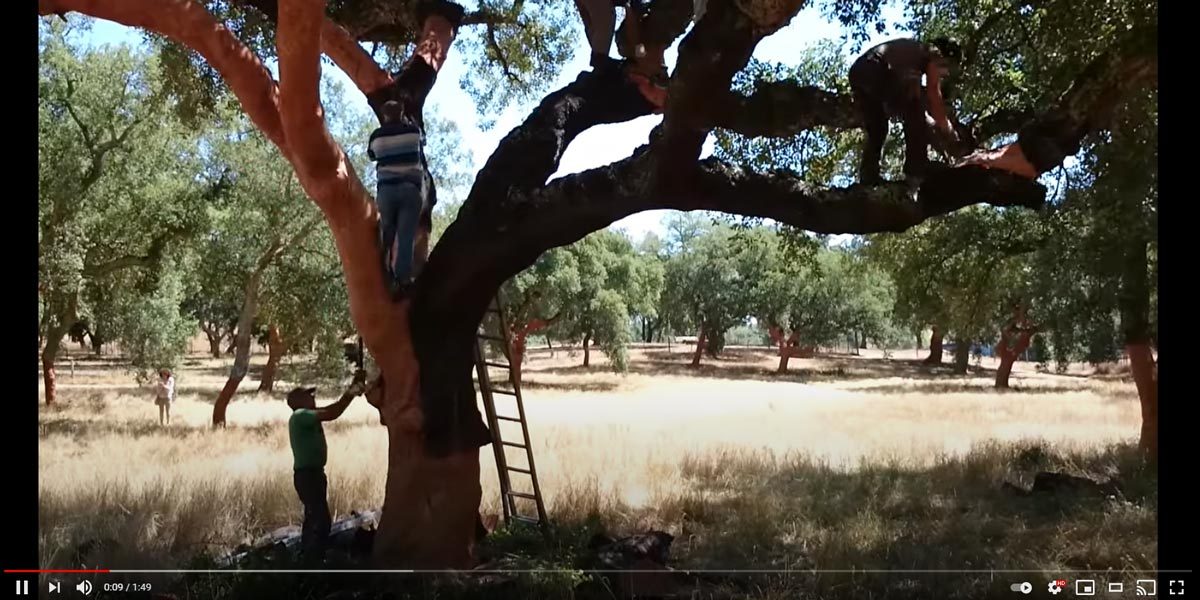 VIdeo-della-decortica-delle-querce-da-sughero-in-Portogallo