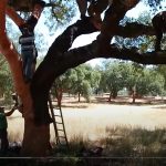 VIdeo-della-decortica-delle-querce-da-sughero-in-Portogallo