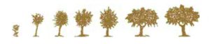 evoluzione della quercia da sughero