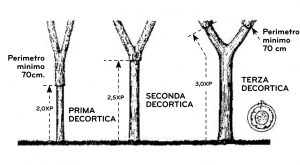 Schema di decortica delll quercia da sughero