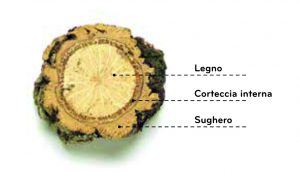 La struttura della quercia da sughero