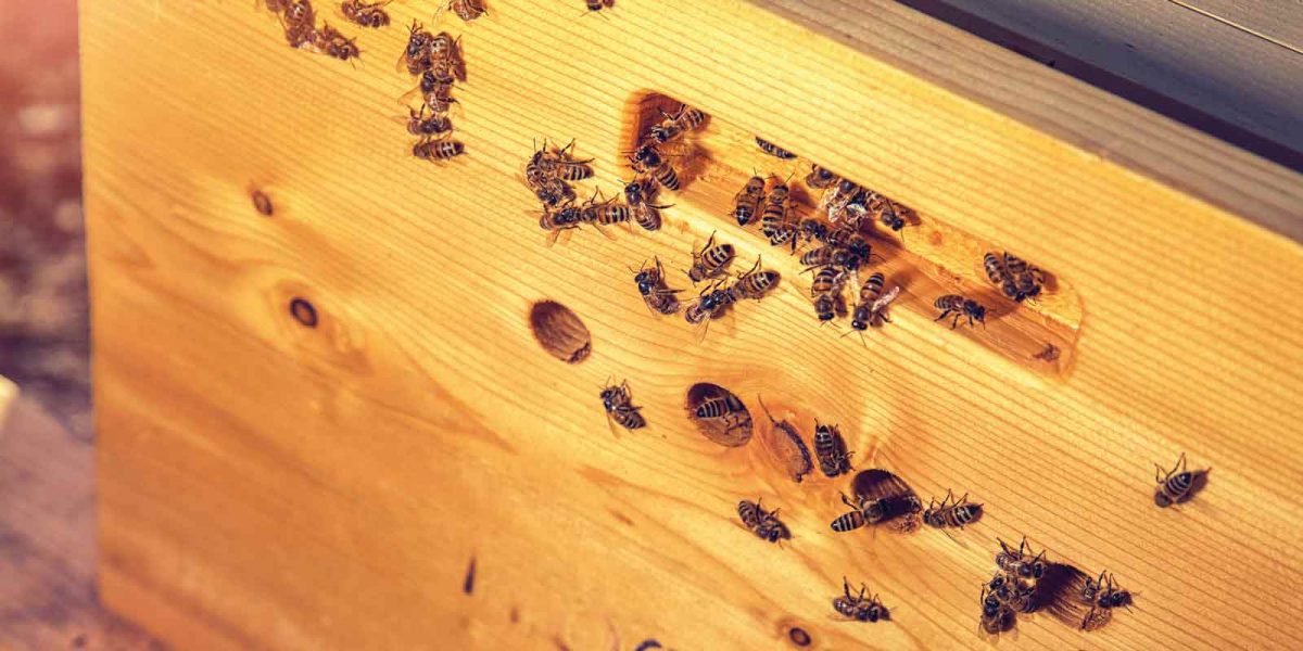 Le arnie BeeAtHome di fatevobees sono realizzate in legno e isolate con sughero espansoCorkpan